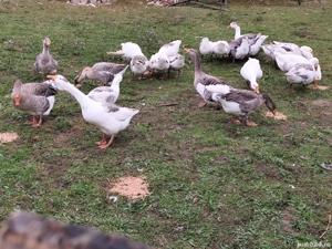 vand gaste sau schimb cu alete pasari 