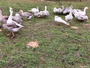 vand gaste sau schimb cu alete pasari  - imagine 2