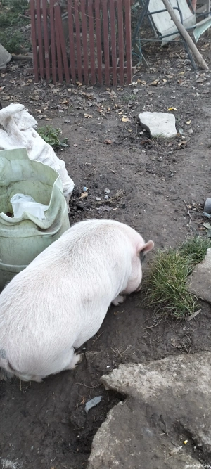 de vanzare Soldani Vietnamezi