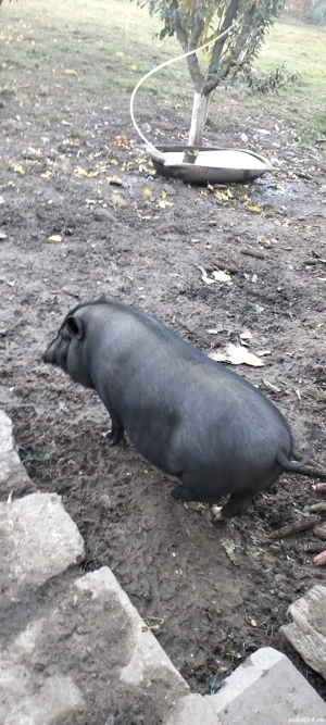 de vanzare Soldani Vietnamezi - imagine 5