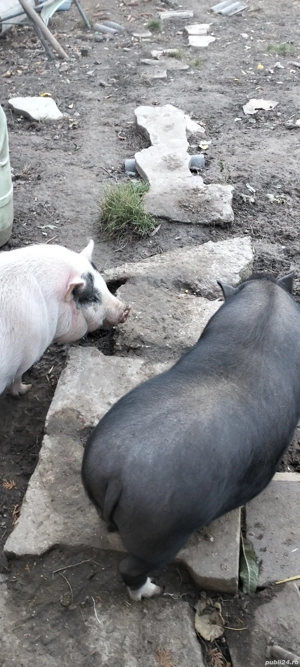 de vanzare porci vietnamezi