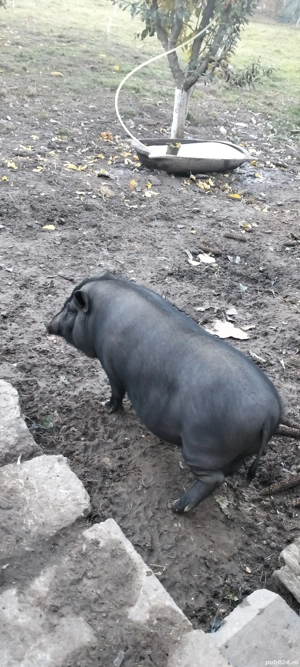 de vanzare Soldani Vietnamezi - imagine 4