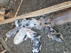 Purcei de rasă sănătoși cauta casa noua urgent!!! - imagine 2