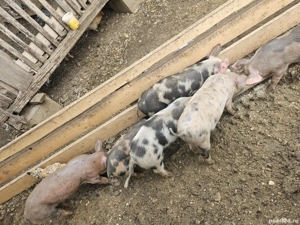 Purcei de rasă sănătoși cauta casa noua urgent!!! - imagine 3