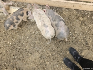 Purcei de rasă sănătoși cauta casa noua urgent!!!