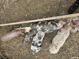 Purcei de rasă sănătoși cauta casa noua urgent!!! - imagine 4