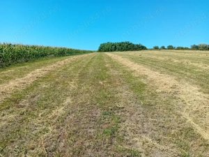 Teren agricol extravilan de vanzare in satul Tarpesti, jud. Neamt - imagine 4
