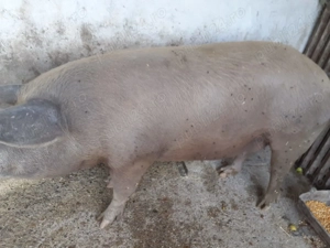 Porci de vânzare  - imagine 2