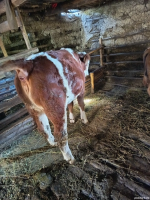 vând vițea  - imagine 5