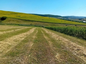 Teren agricol extravilan de vanzare in satul Tarpesti, jud. Neamt - imagine 3
