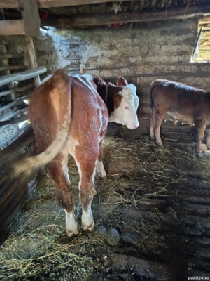 vând vițea  - imagine 2