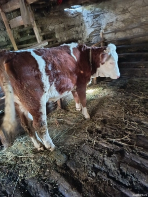 vând vițea  - imagine 4