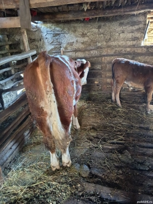 vând vițea  - imagine 3