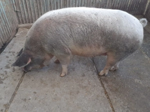 Porci de vânzare  - imagine 5