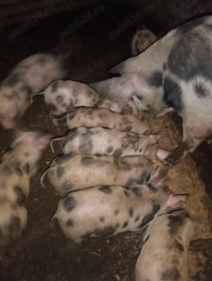 Purcei de vanzare - imagine 2