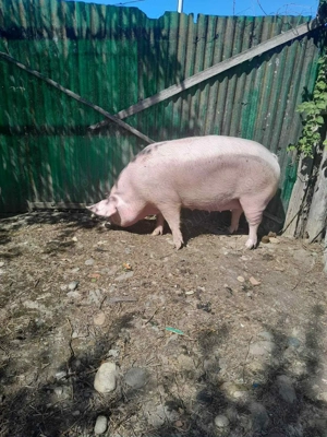 Vând scroafa marel alb 