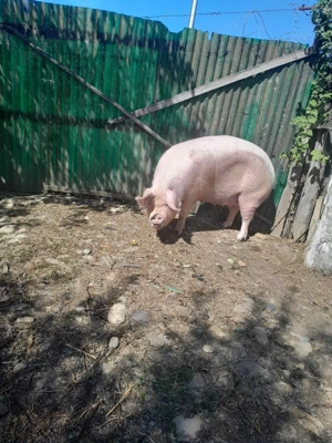 Vând scroafa marel alb  - imagine 2 Vând scroafa marel alb  - imagine 2