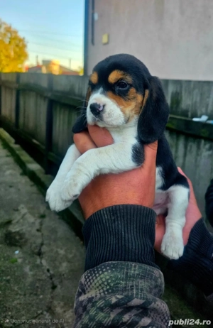 Beagle de vanzare