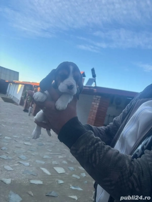 Beagle de vanzare - imagine 3