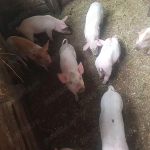 Purcei de vanzare - imagine 5 Purcei de vanzare - imagine 5