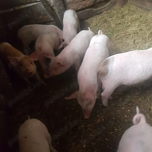 Purcei de vanzare - imagine 3 Purcei de vanzare - imagine 3