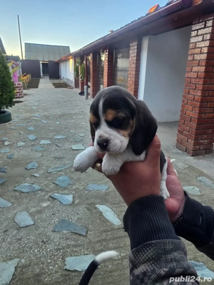 Beagle de vanzare - imagine 4