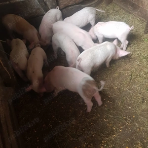 Purcei de vanzare - imagine 2 Purcei de vanzare - imagine 2