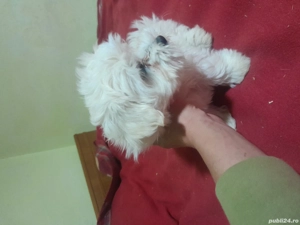 Bichon maltez 