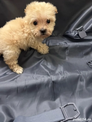 Maltipoo Fetita toy cu carnet