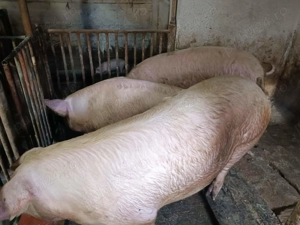 Porci de Carne 100-300kg - imagine 6