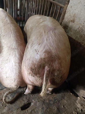 Porci de Carne 100-300kg - imagine 9