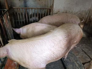 Porci de Carne 100-300kg - imagine 7