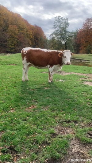 Vacă Bălțată Românească - o fătare, tânăra, sănătoasă, județ Argeș