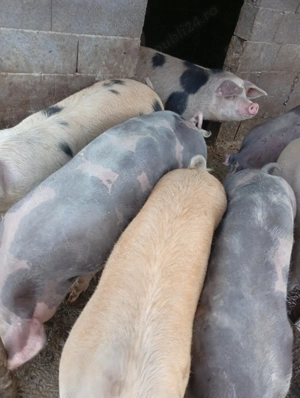 Porci de vanzare potriviți pt Crăciun ! - imagine 2