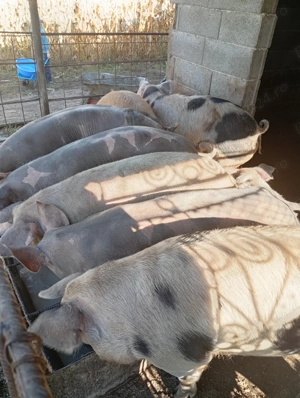 Porci de vanzare potriviți pt Crăciun !