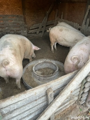 porci de vanzare - imagine 5 porci de vanzare - imagine 5