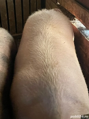 porci de vanzare - imagine 3 porci de vanzare - imagine 3