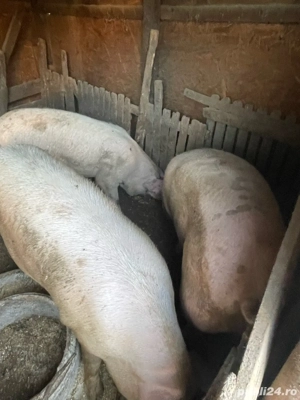 porci de vanzare - imagine 2 porci de vanzare - imagine 2