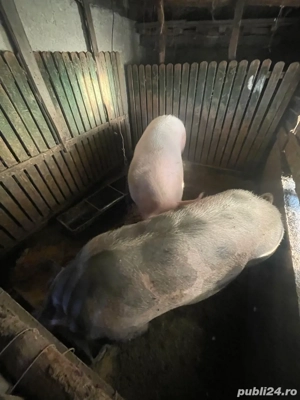 porci de vanzare - imagine 4 porci de vanzare - imagine 4