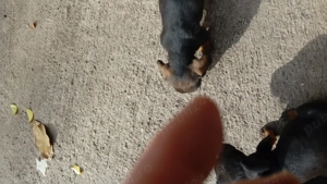 Vand catei tekel - imagine 2 Vand catei tekel - imagine 2