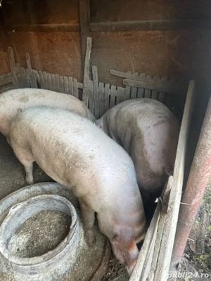 porci de vanzare