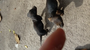 Vand catei tekel - imagine 3 Vand catei tekel - imagine 3