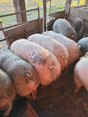 Vând porci de sacrificat !