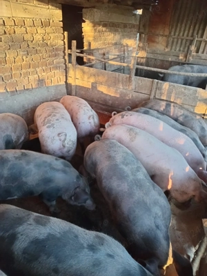 Vând porci de sacrificat ! - imagine 2