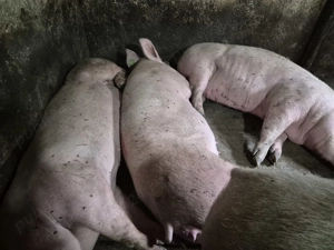 Porci Pik Rasă de Carne  - imagine 9