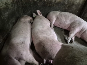 Porci Pik Rasă de Carne  - imagine 10