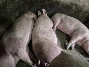 Porci Pik Rasă de Carne  - imagine 8