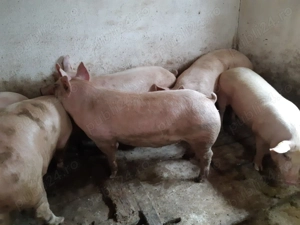 Porci Pik Rasă de Carne  - imagine 6