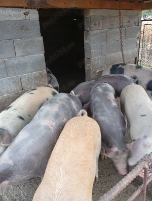 Porci de vanzare potriviți pt Crăciun !