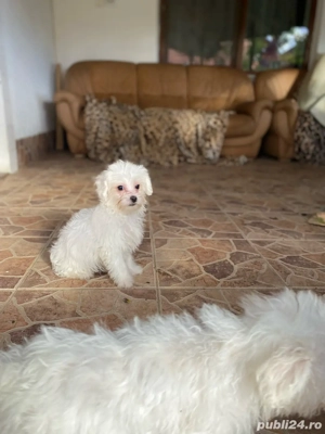 bichoni  baietei